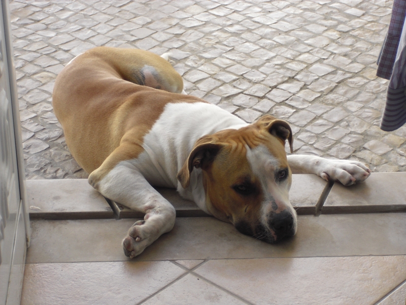 O meu Petit Bull