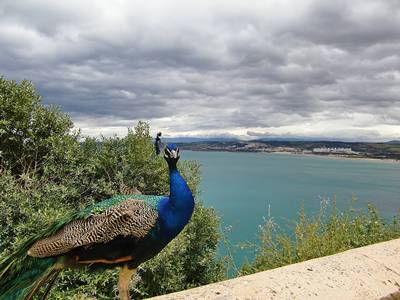 Pavão Chenoua Algeria1.JPG