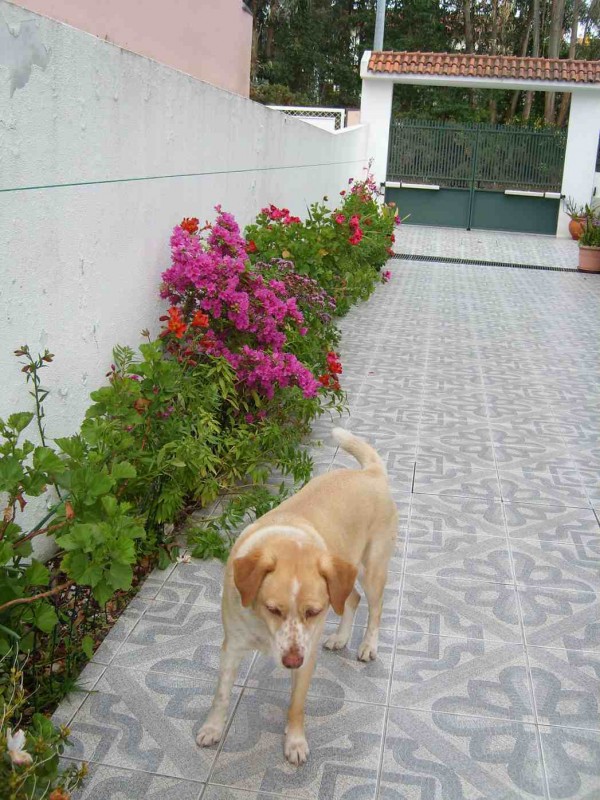 e o cão não perde uma....